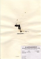 藏品(小葉喇叭藻)的圖片